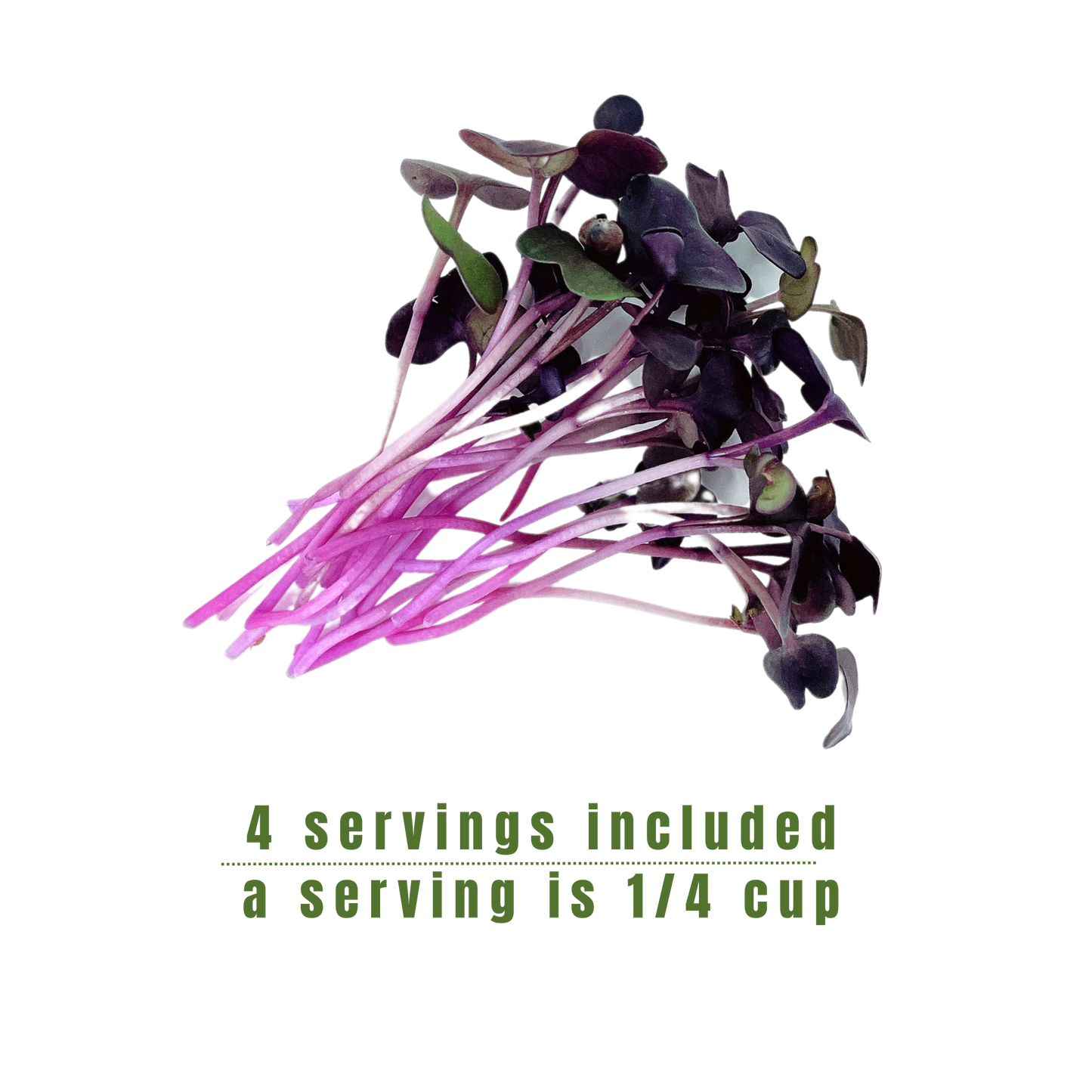 Purple Radish Microgreens