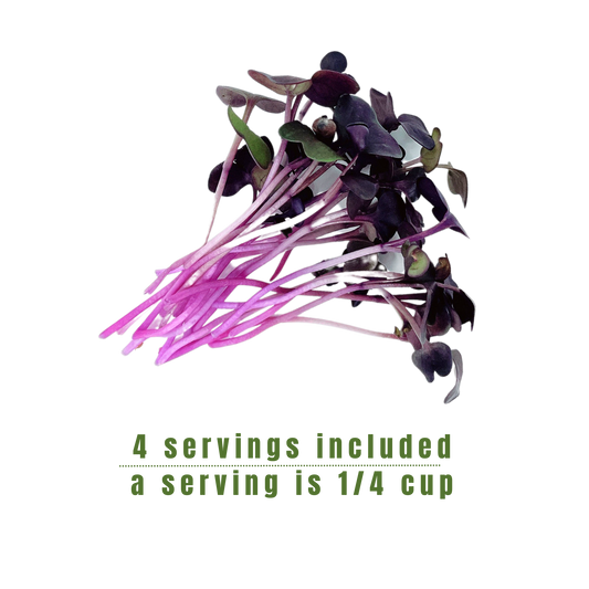 Purple Radish Microgreens
